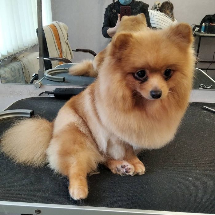 Стрижка собак. Тримминг. Груминг.