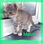 Kot Matrix 4 miesięczny