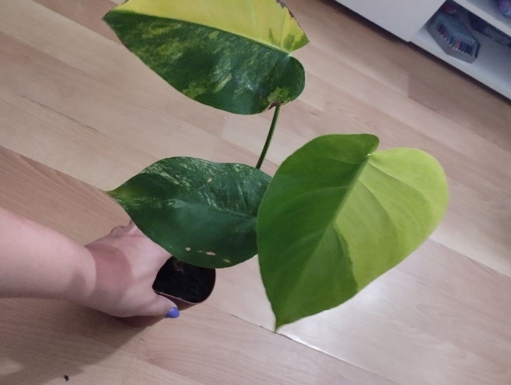 Monstera Marmorata