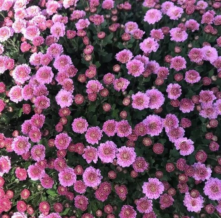 Продам хризантеми мультифлора