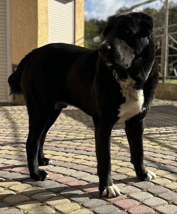 Алабай шукає наречену.Самець 2 роки.