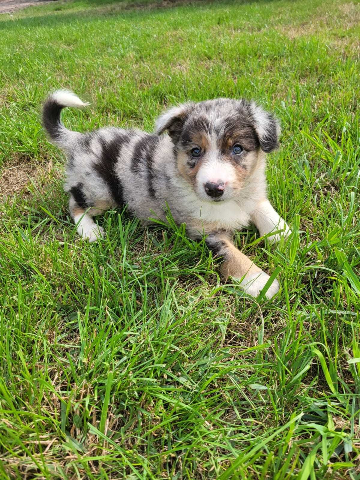 Suczka Border Collie