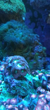 Blastomussa LPS morskie korale