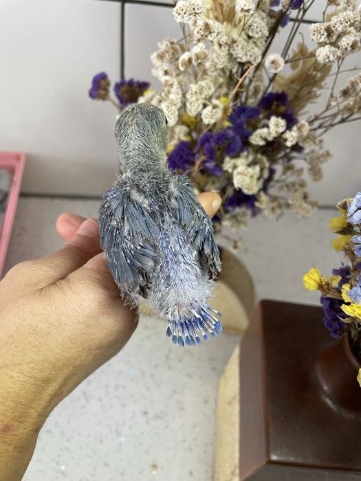 Agapornis azuis domesticados para acabar de criar à mão