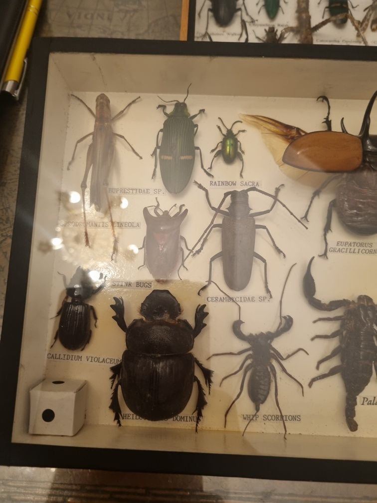 Gablotka entomologistyczna/Żuki , Scorpiony