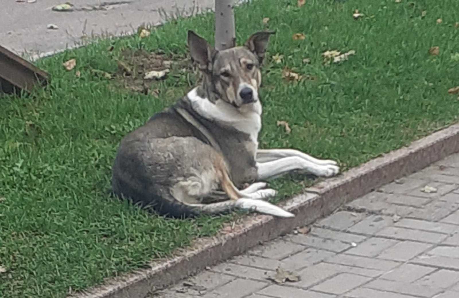 Песик, дуже мерзне на вулиці