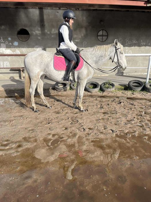 Klacz 19 l 100% bezpieczna 151 cm