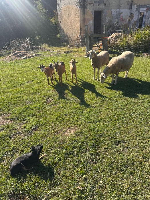 2 ovelhas para vender