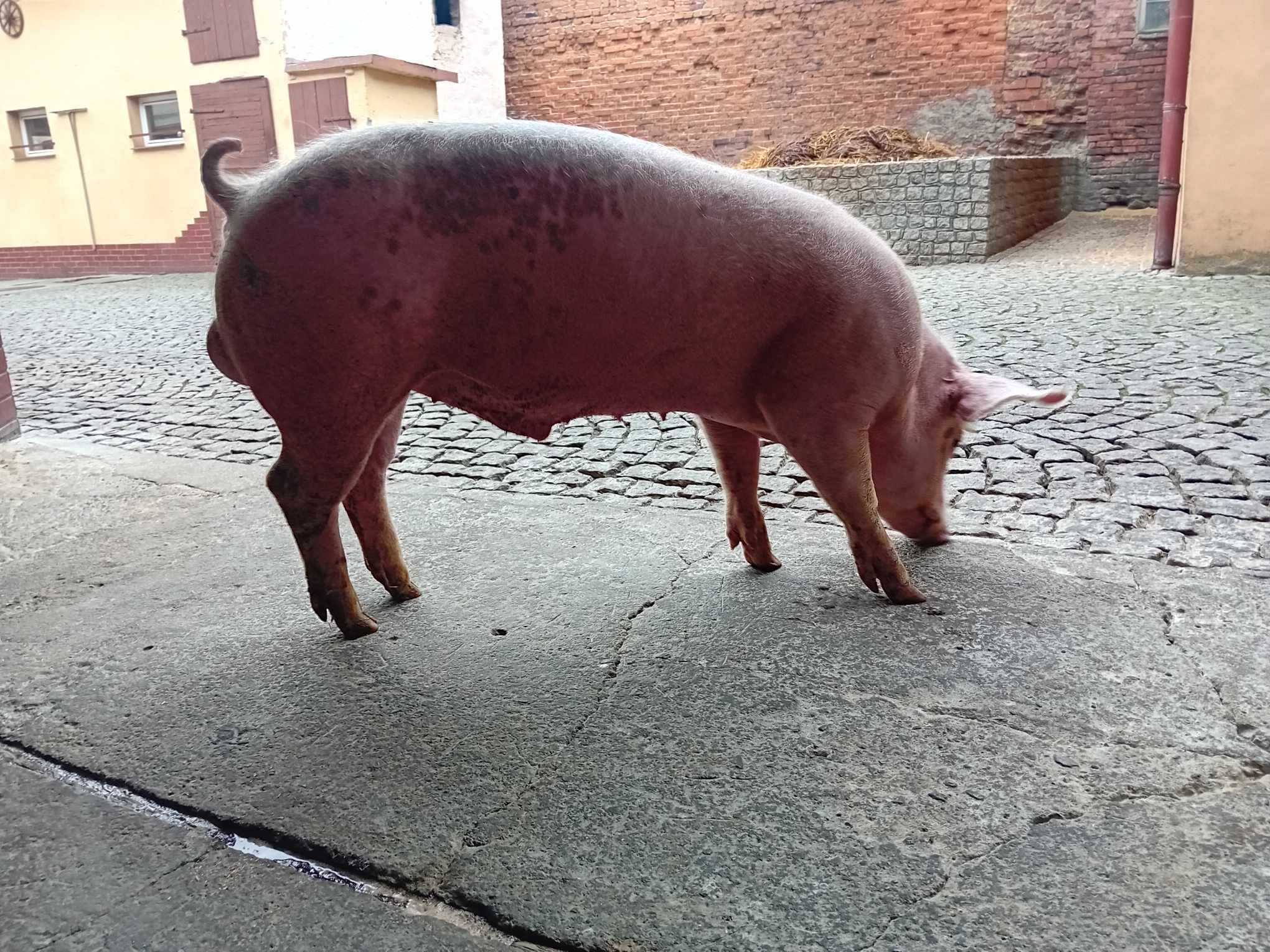 Knur knurek młody