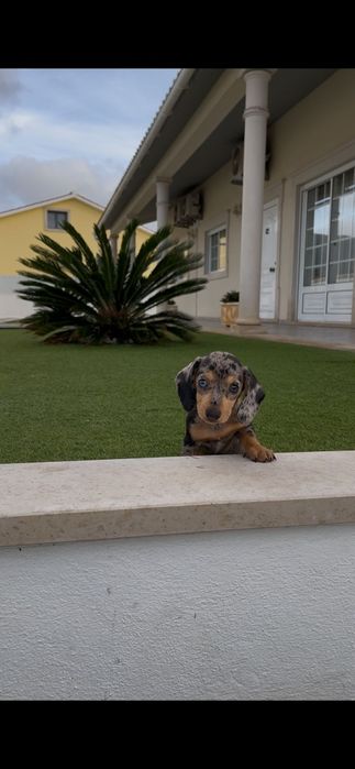 Teckel  fêmea miniatura ...