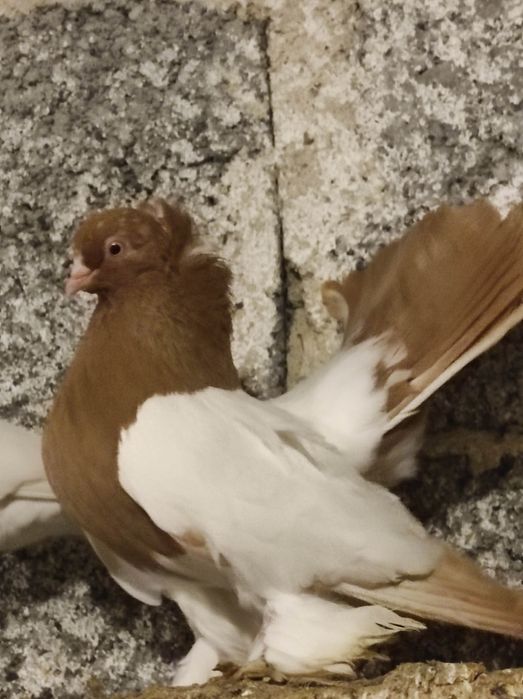 Oremburskie, Białopierśne, Uralskie, Ros. Niebieskie ,Ros. Czarne