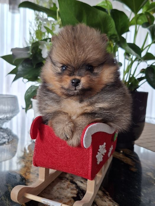 Piękny piesek pomeranian bo utytuowanych rodzicach