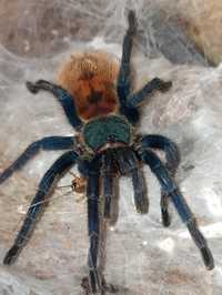 Samica Chromatopelma cyaneopubescens