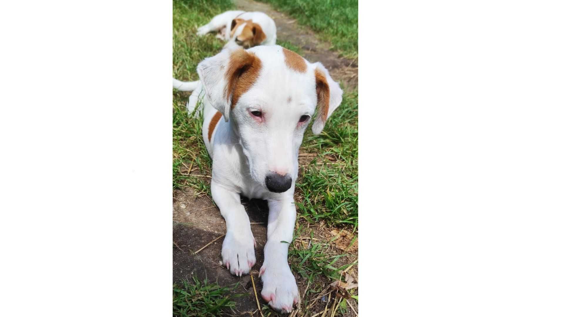 Jack Russell Terrier – WORLD KENNEL UNION