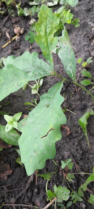 Саджанці дуба молоді