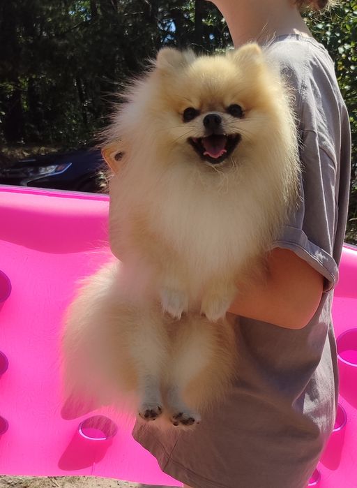 В'язка померанский шпіц Житомир,Коростишів