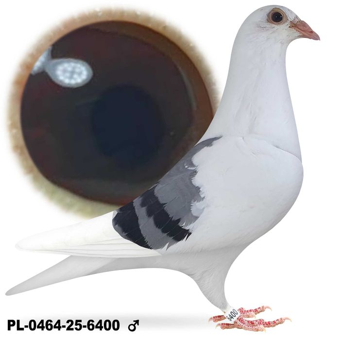 Gołębie Pocztowe po Oryg. A&W Drapa TOP z rodowodem Linia Porsche 911