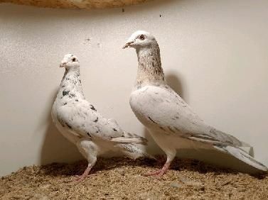 Gołębie pocztowe młode stipper brown almond