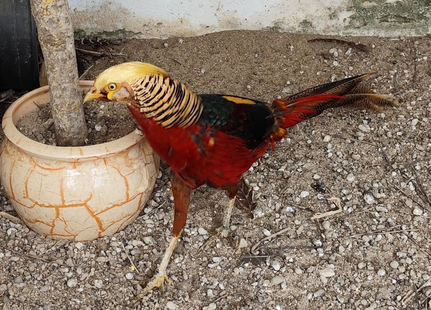 Faisão dourado faisõa venerado