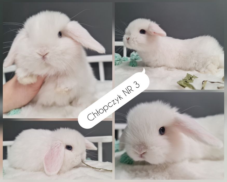 Mini lop królik króliczek miniaturka baranek hodowla transport