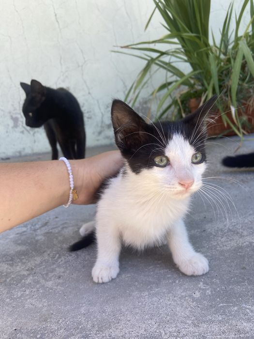 Gatos para adoção