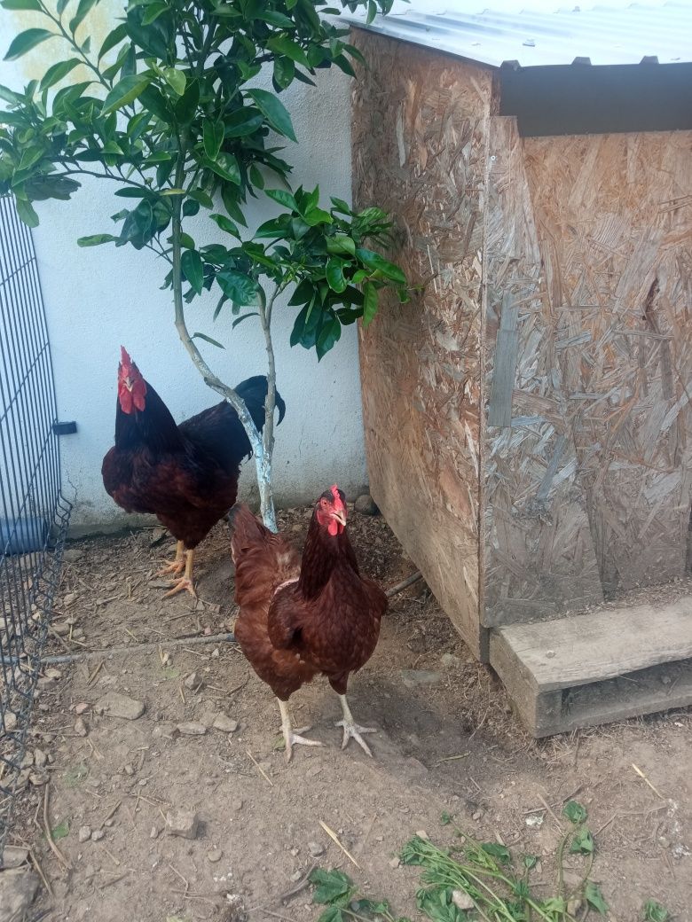 Rhode island red pintos e ovos galados