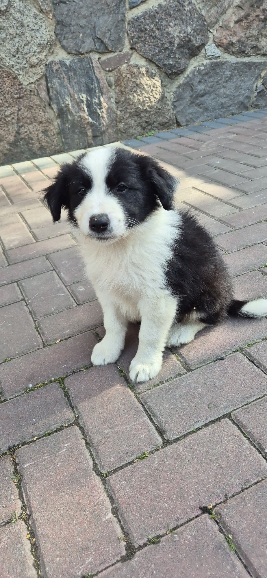 Piesek Border Collie