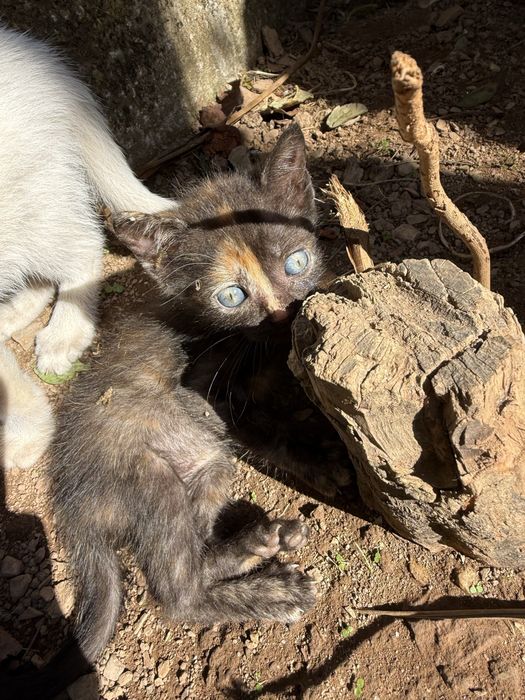 Gatinhos para dar