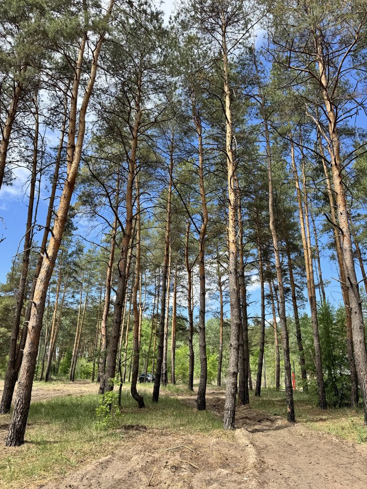 10 соток Песчанка в лесу новая улица.