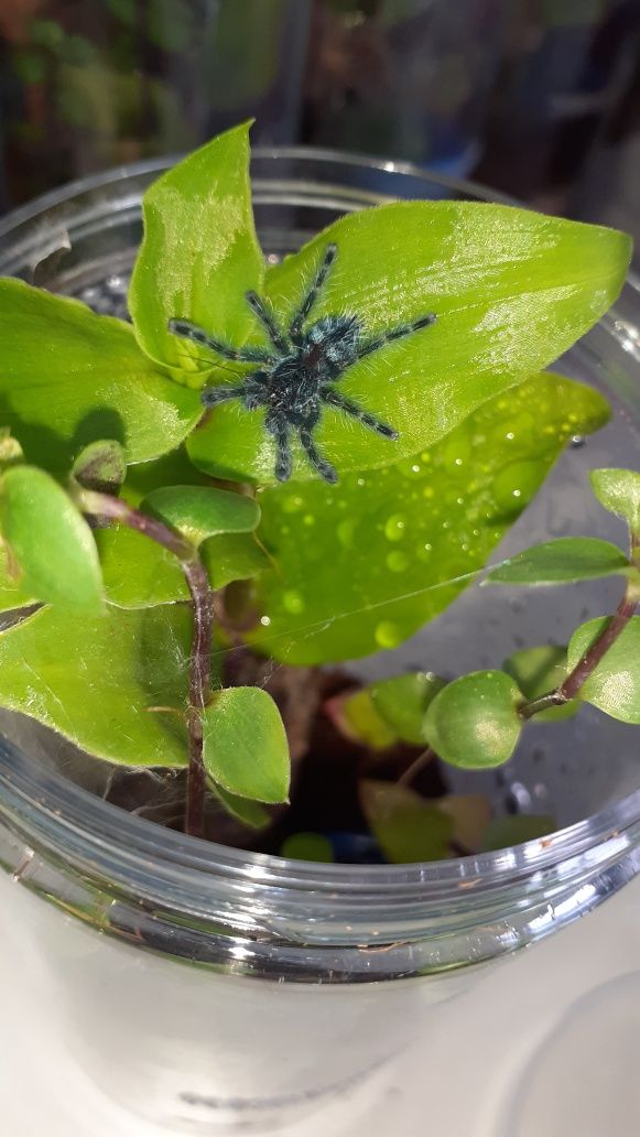 Caribena versicolor l2 + gotowy pojemnik i karaczany