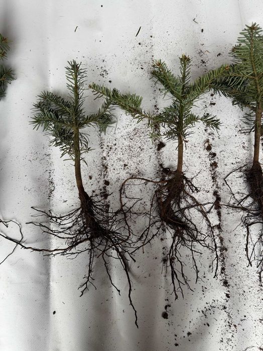sadzonka leśna jodła koreańska, kaukaska nobilis fraseri świerk zwykły