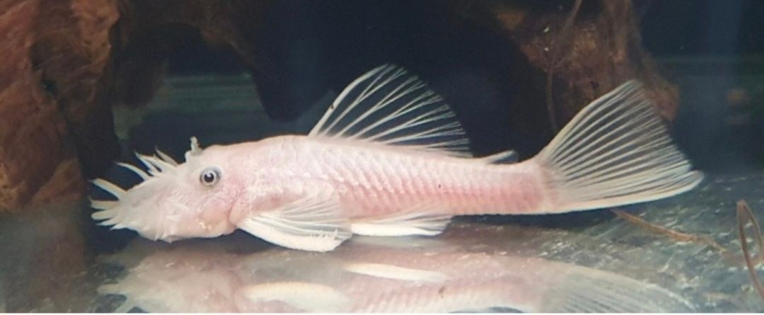 Snow White L144 Ancistrus SAMIEC  Wysyłka