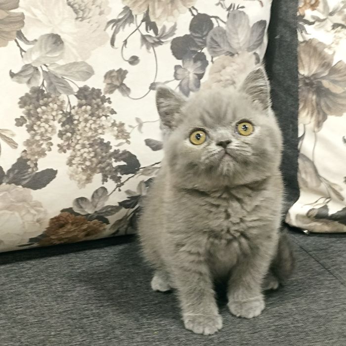 Прямовухий шотландський хлопчик