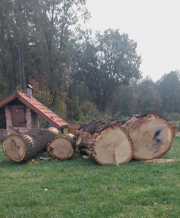 Dąb kłoda 4 sztuki w kawałku