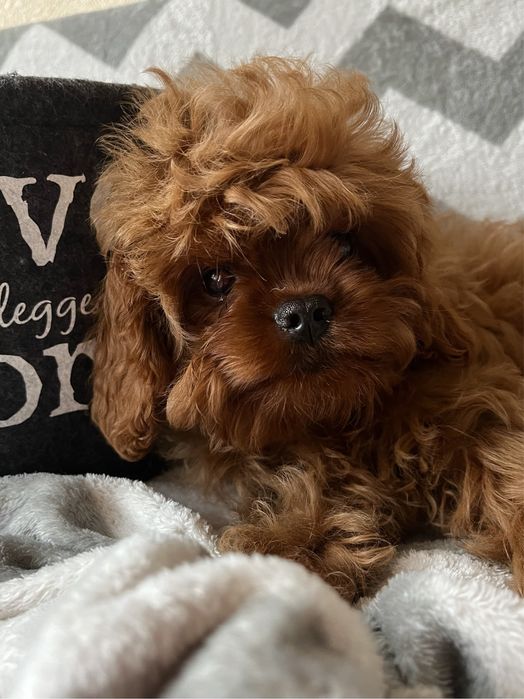 Люксовый мальчик мальтипу, Кавапу