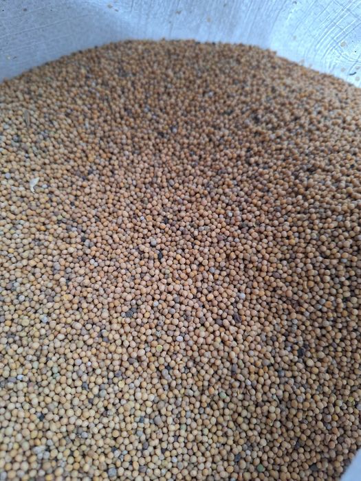 Rzodkiew oleista, Gorczyca, Łubin, Mieszanka poplonowa