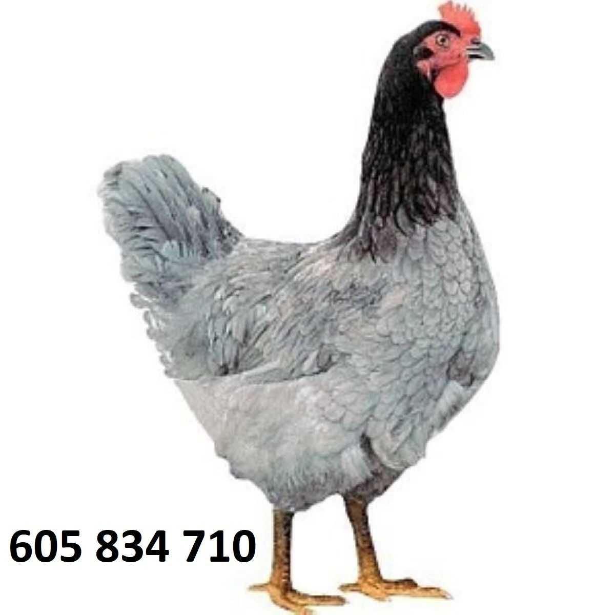 Ferma sprzeda kury ł83