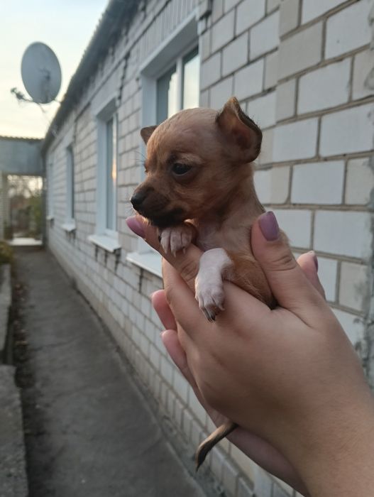 В продажі дуже лагідні  цуценята той-терєр