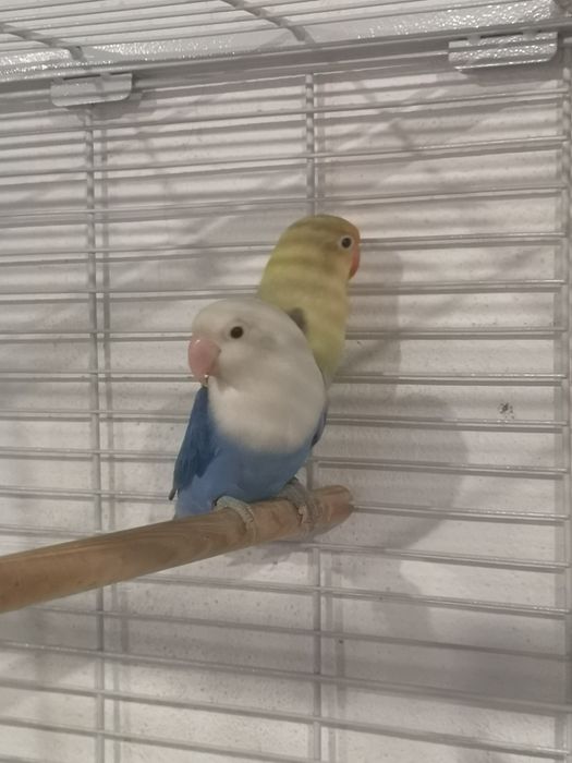 Fishers opalinos pale x violeta