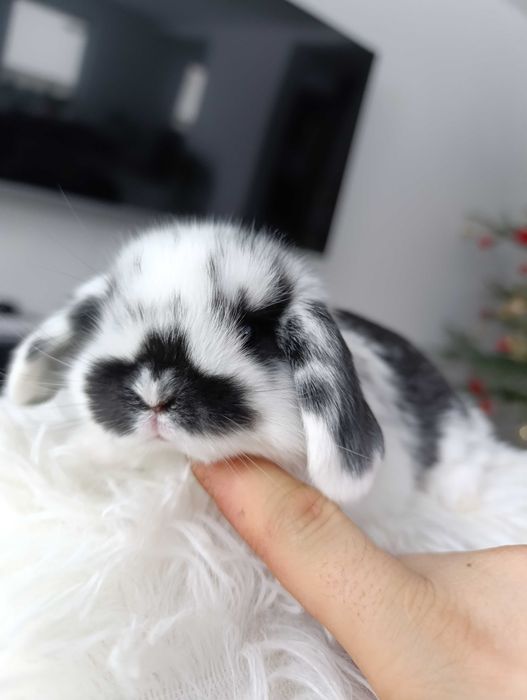 Mini lop karzełek Teddy hodowla zarejestrowana