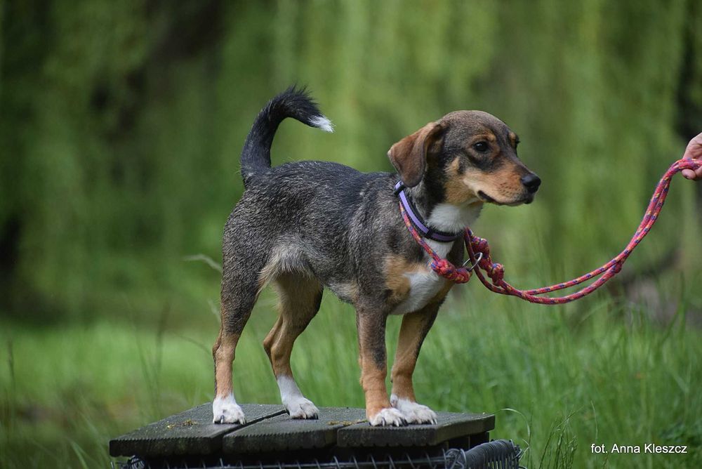Młoda 10-kilowa suczka Bonita szuka dobrego domu