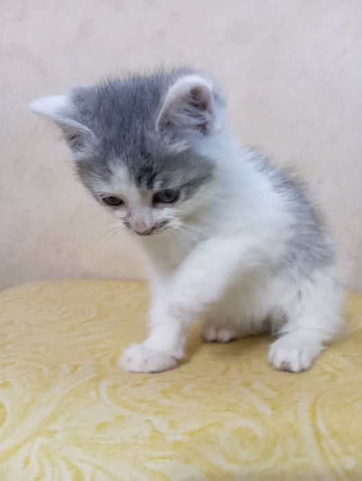 Віддам кошенят. Кошенята шукають господарів