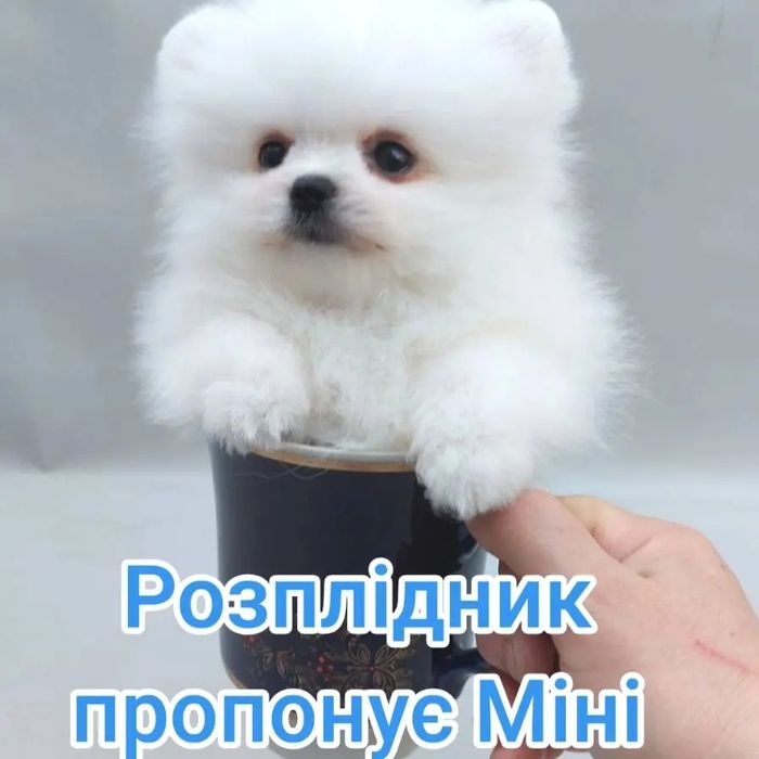 Ексклюзивний померанський хлопчик *карманного* розміру, короткий носик