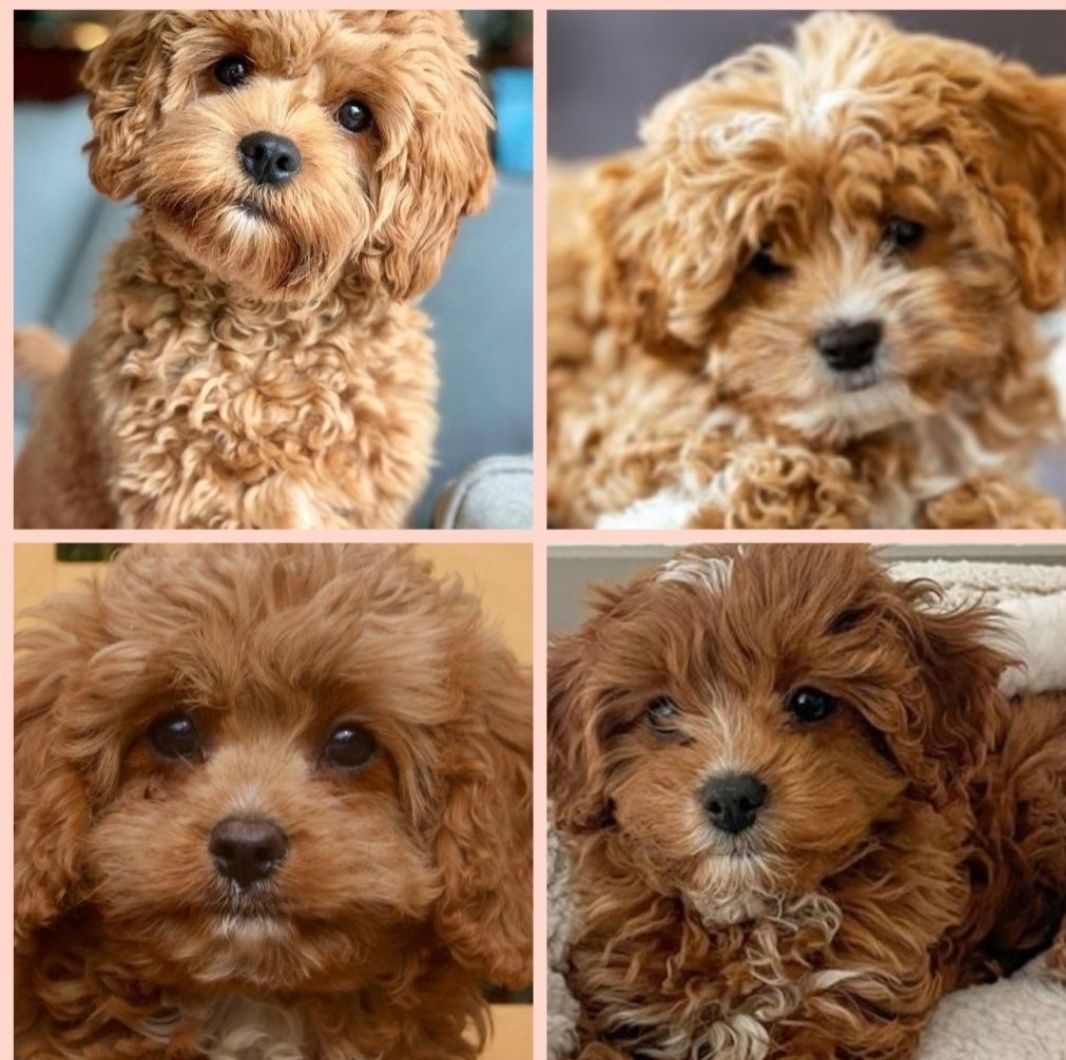 Cavapoo piesek wychowany przez behawioryste.