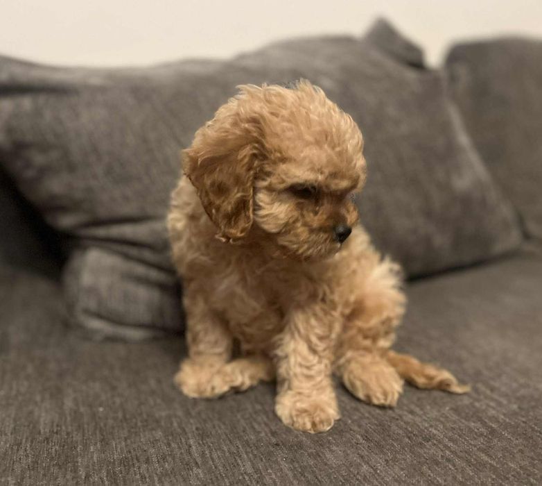 Cavapoo Piesek Red
