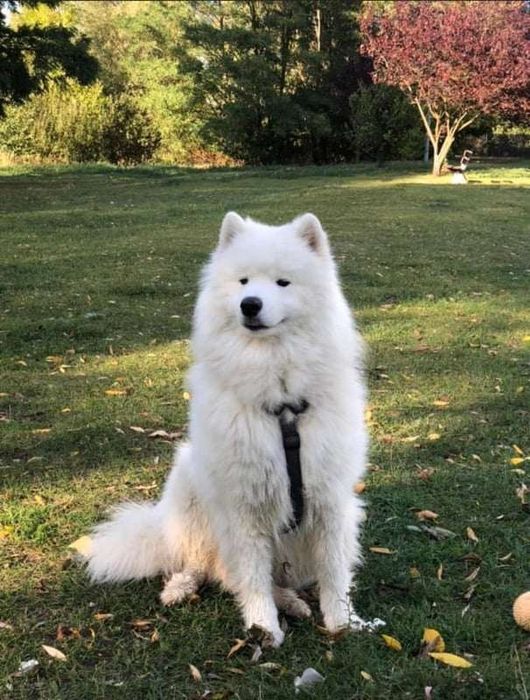 Samoyed szczenię