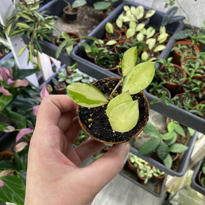 Хойя Hoya walliniana variegata