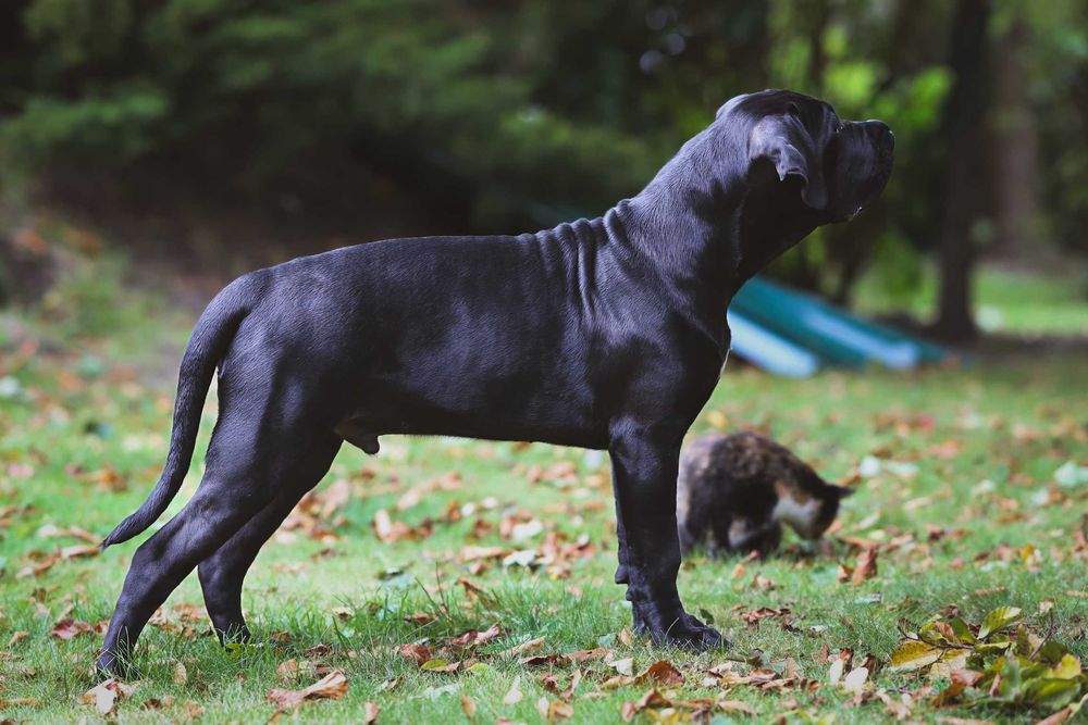 Cane Corso – Czarny książę FCI