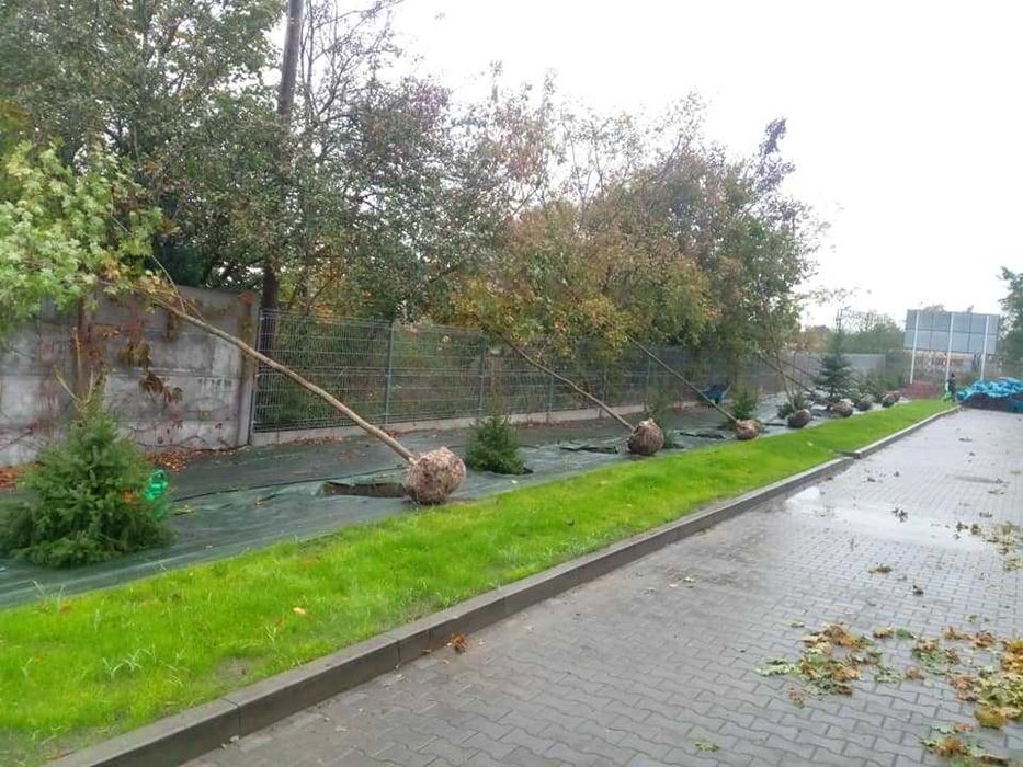 Karczowanie działek, wycinki, usługi rębakiem, porządkowanie działek