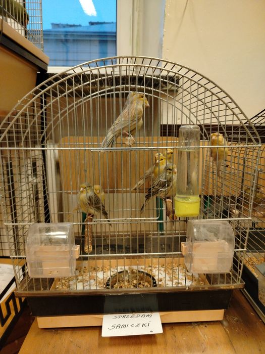 Kanarki samiczki i samce